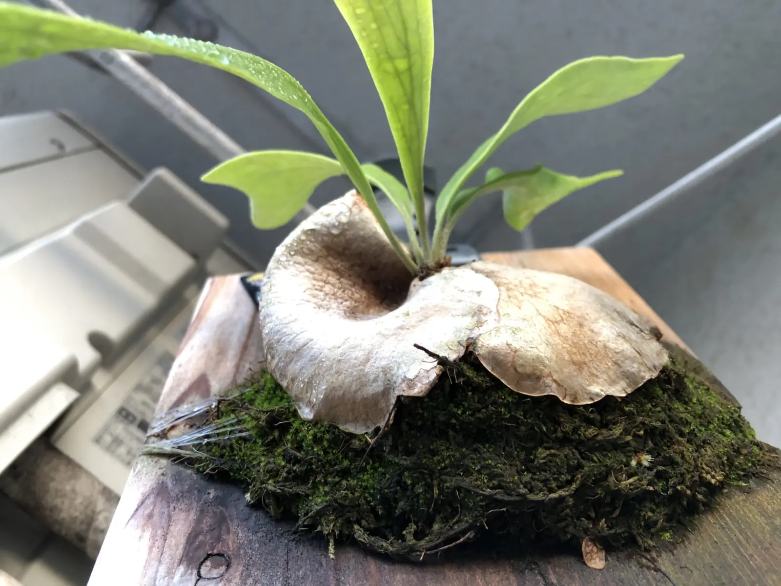 ビカクシダ　写楽