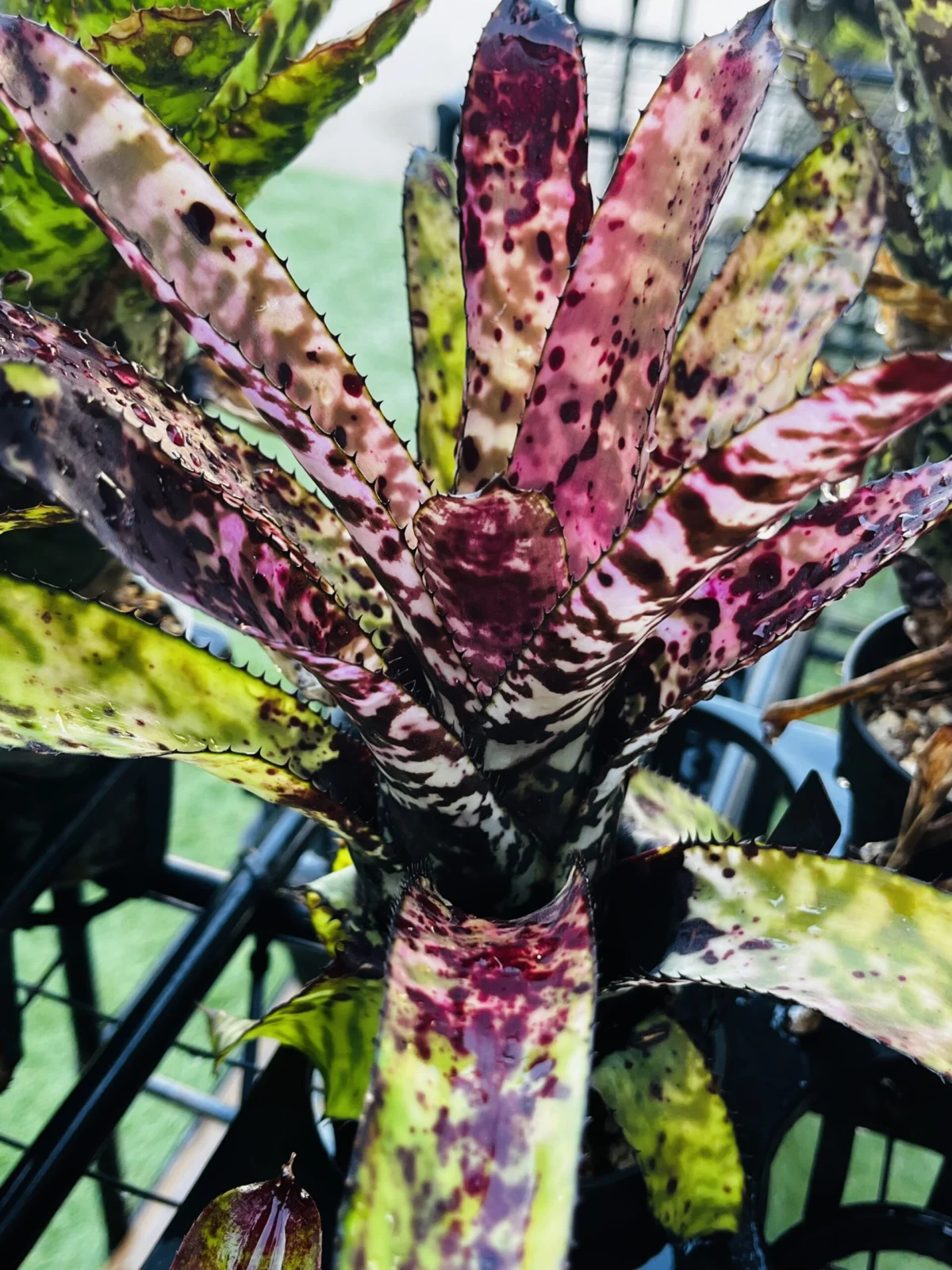 エクメア　オーランディアナ　レインボー