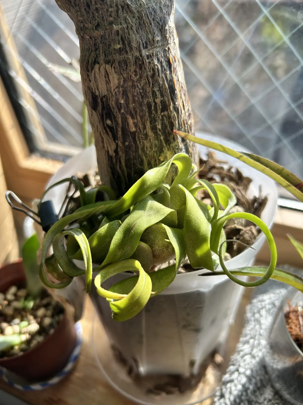 ティランジア　ストレプトフィラ