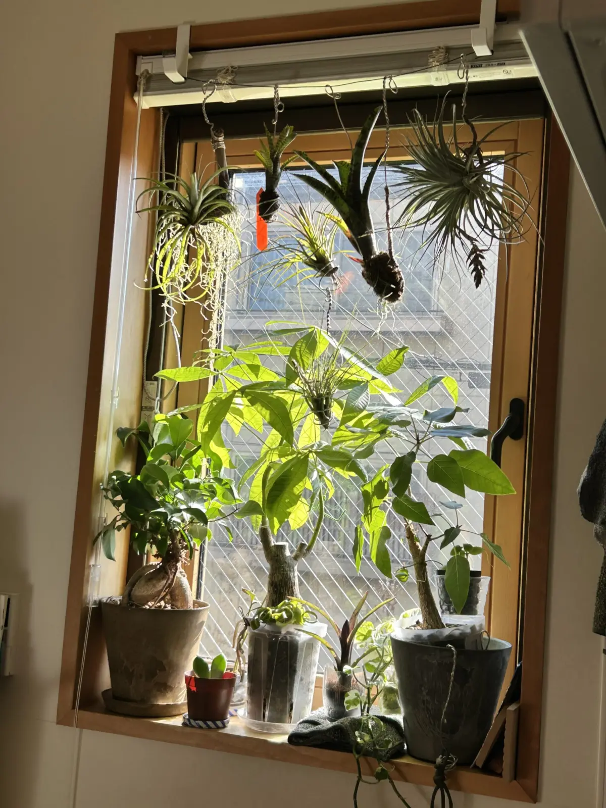 ティランジア　タンク　フィカス　窓辺