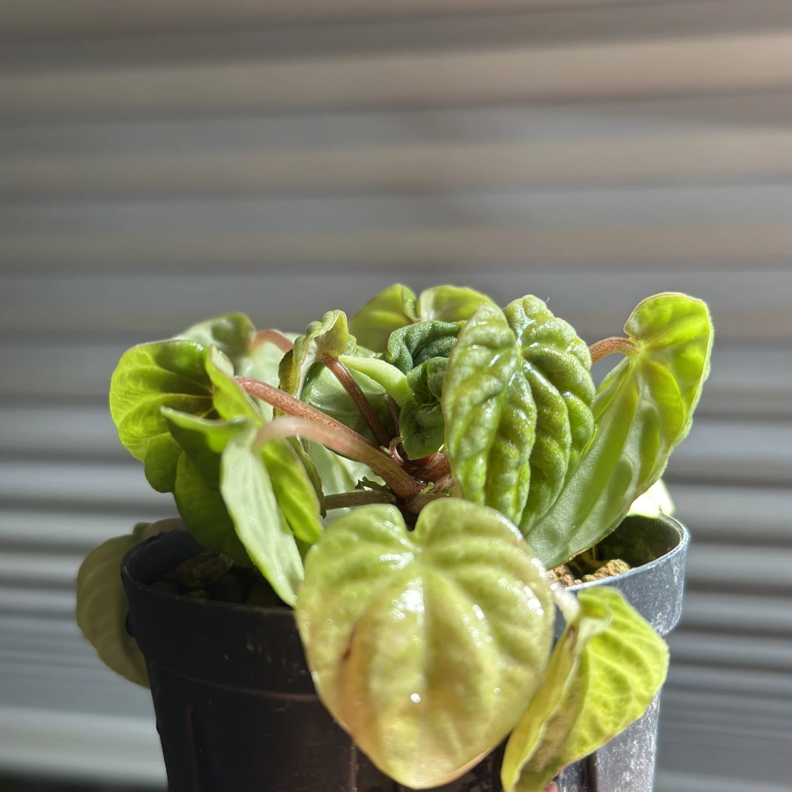 ペペロミア リリアン