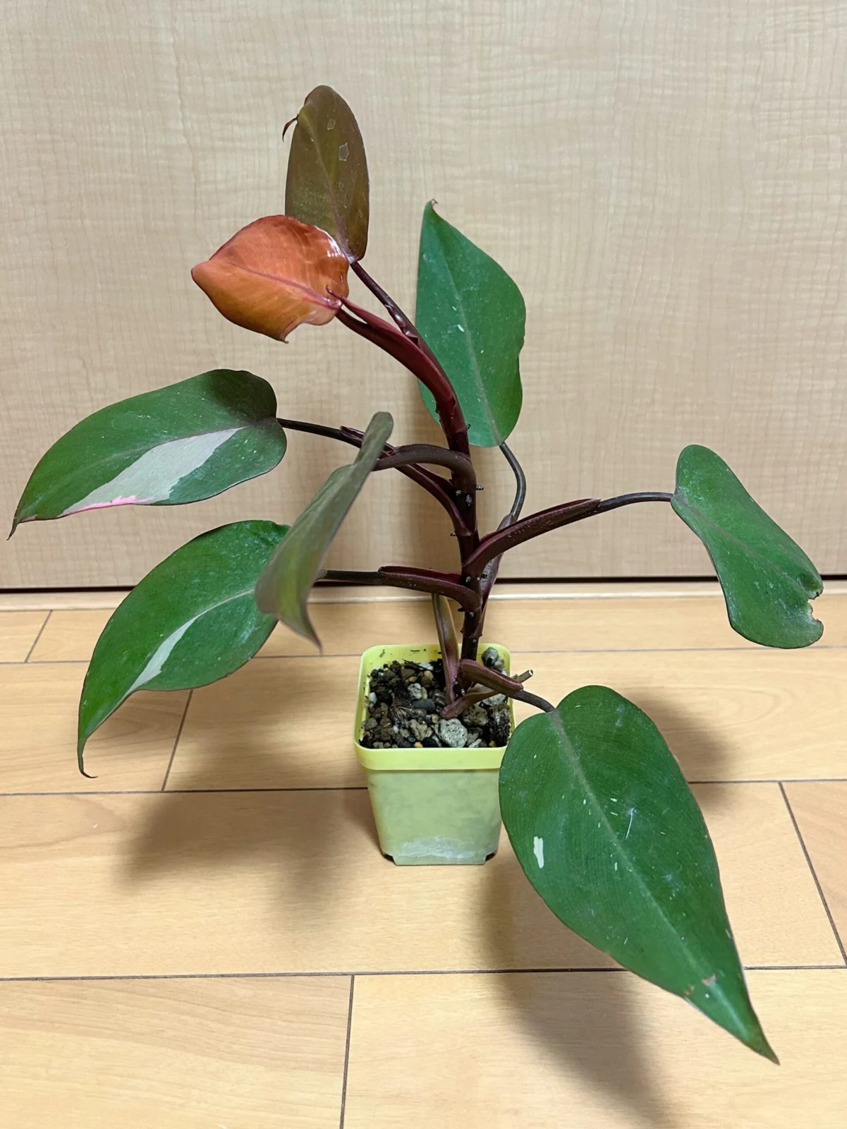 フィロデンドロン パーシモンプリンセス　柿色プリンセス　②