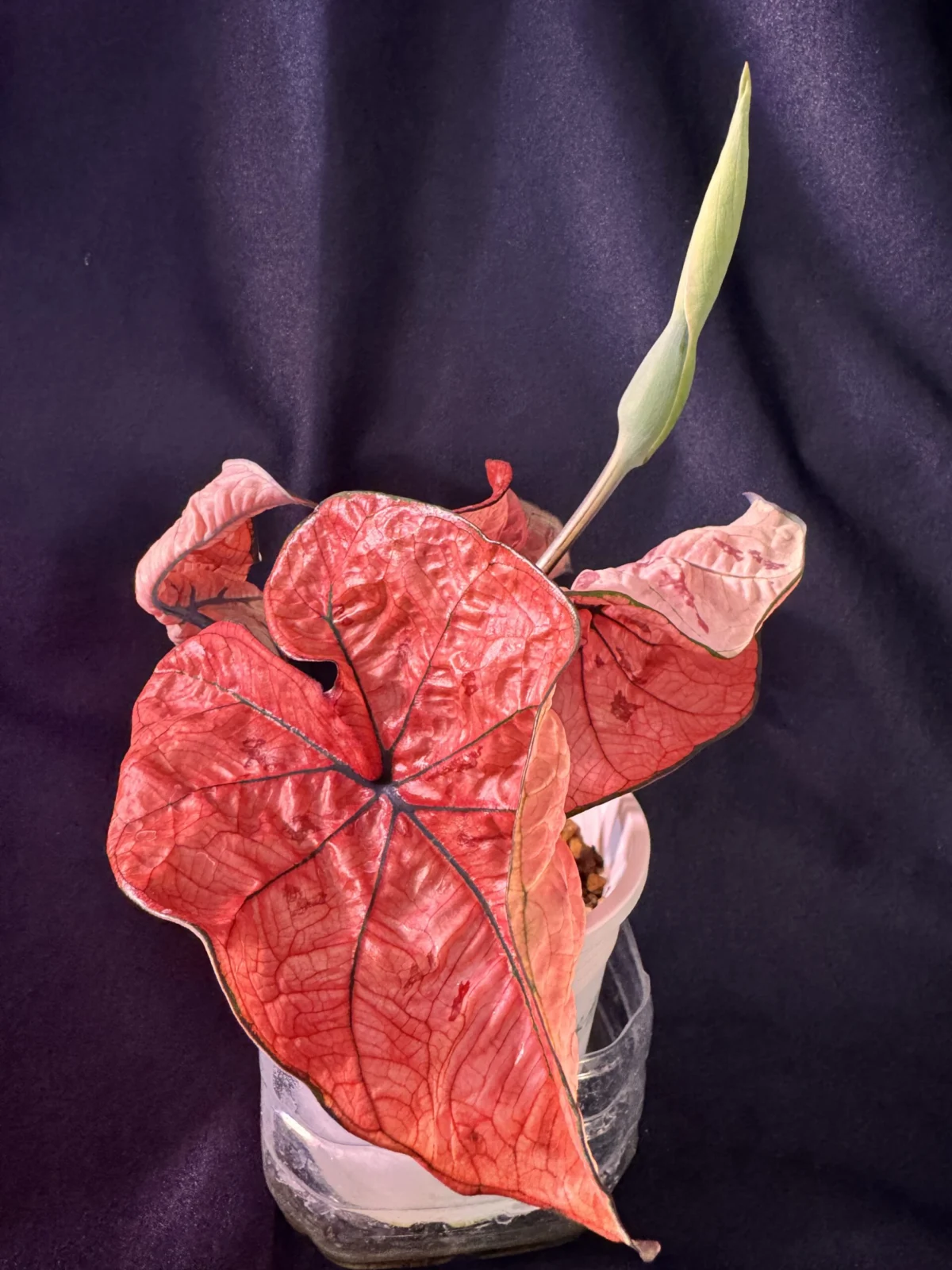 カラジウム　ザスカーレットガール　花芽