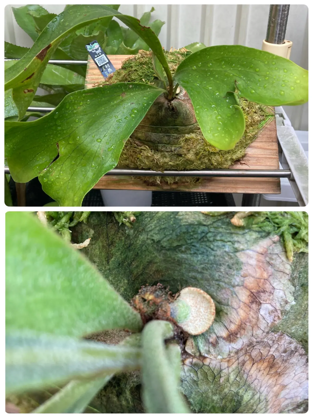 ビカクシダ 広葉 成長記録 ⑥