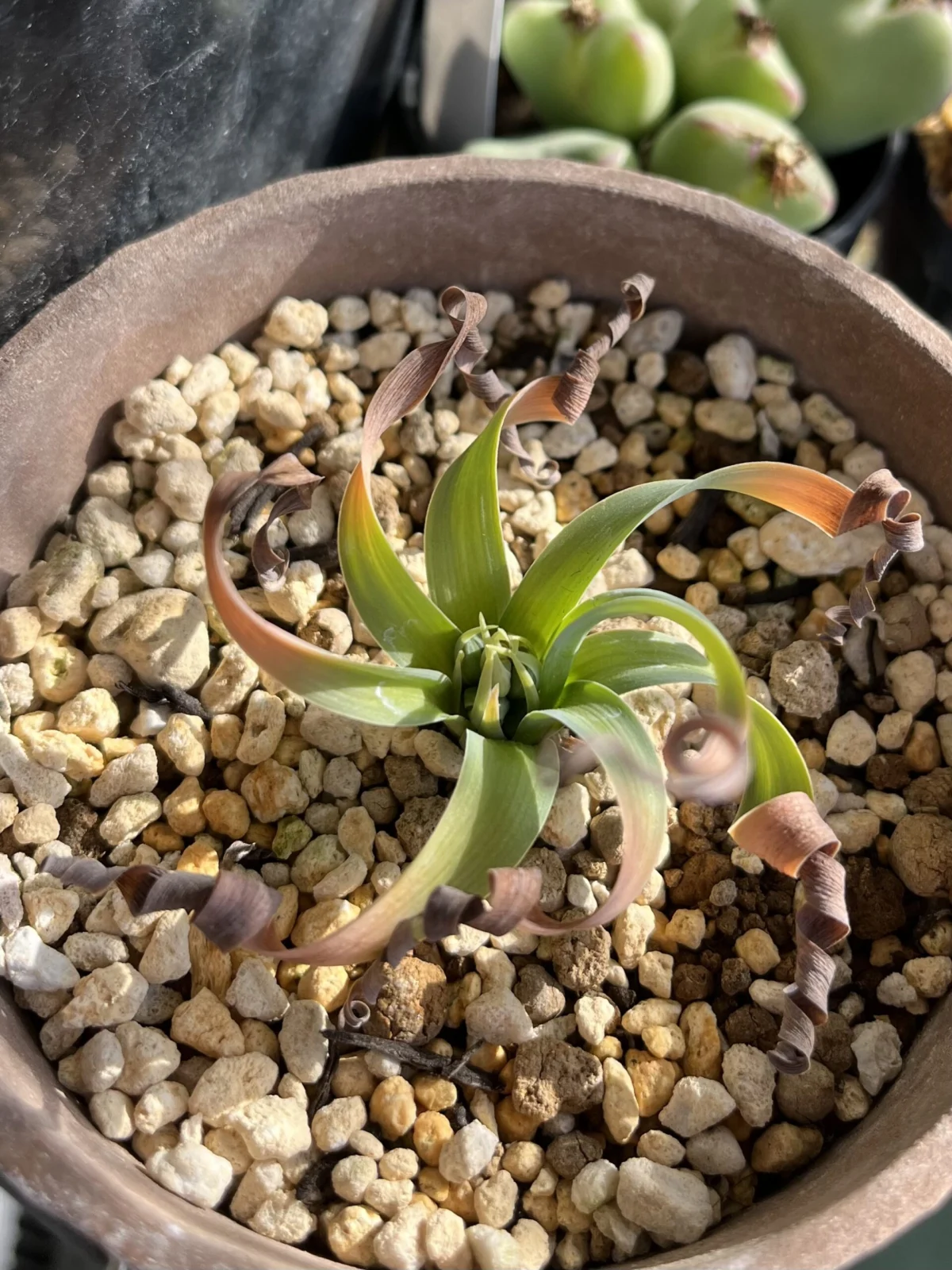 ケープバルブ アルブカ コンコルディアナ 花芽