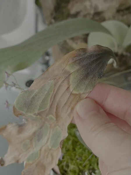 ビカクシダ　ジョー　褐斑細菌病