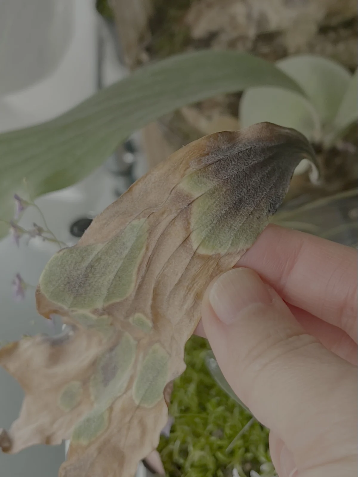 ビカクシダ　ジョー　褐斑細菌病