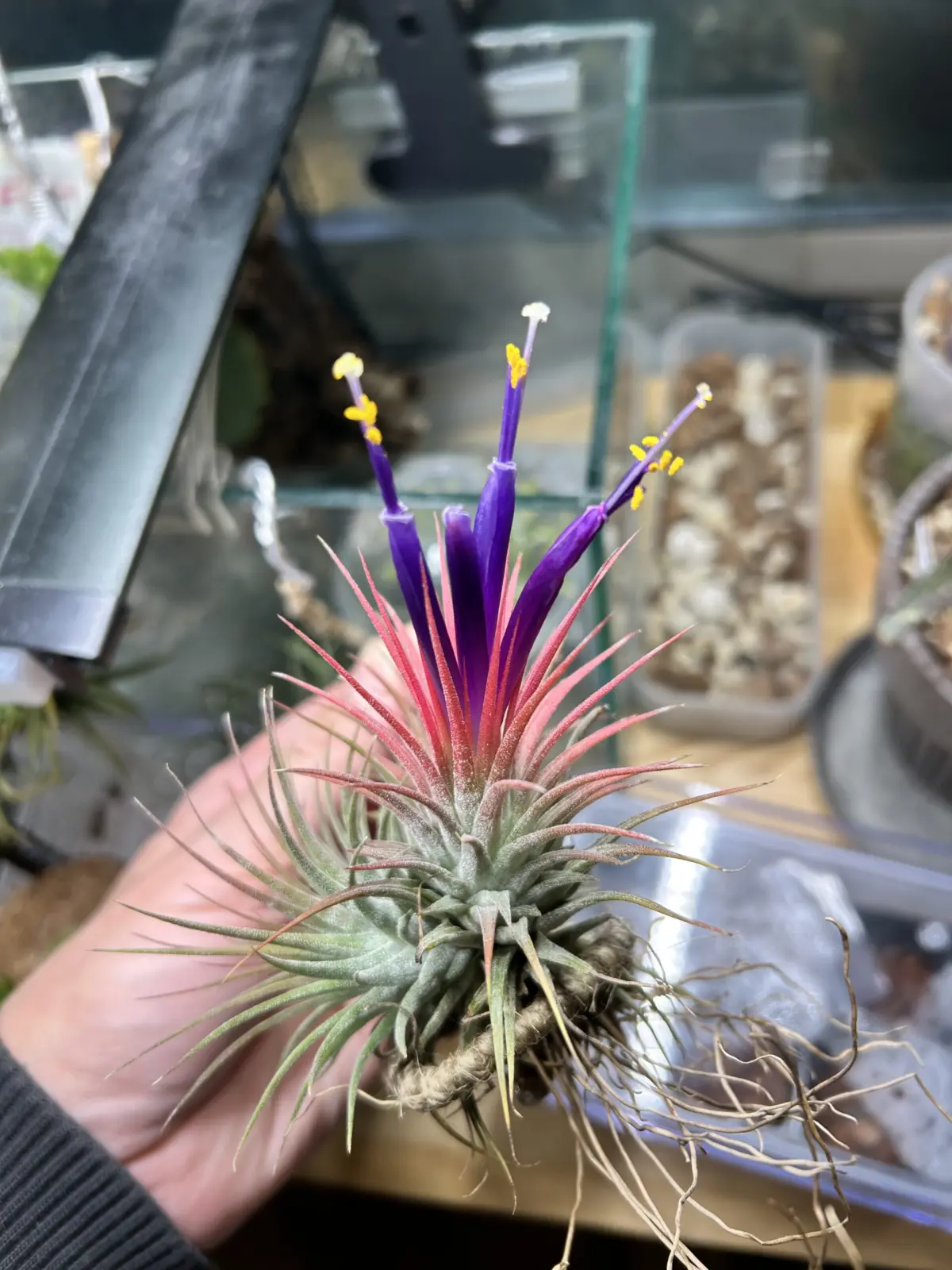 ティランジア イオナンタ