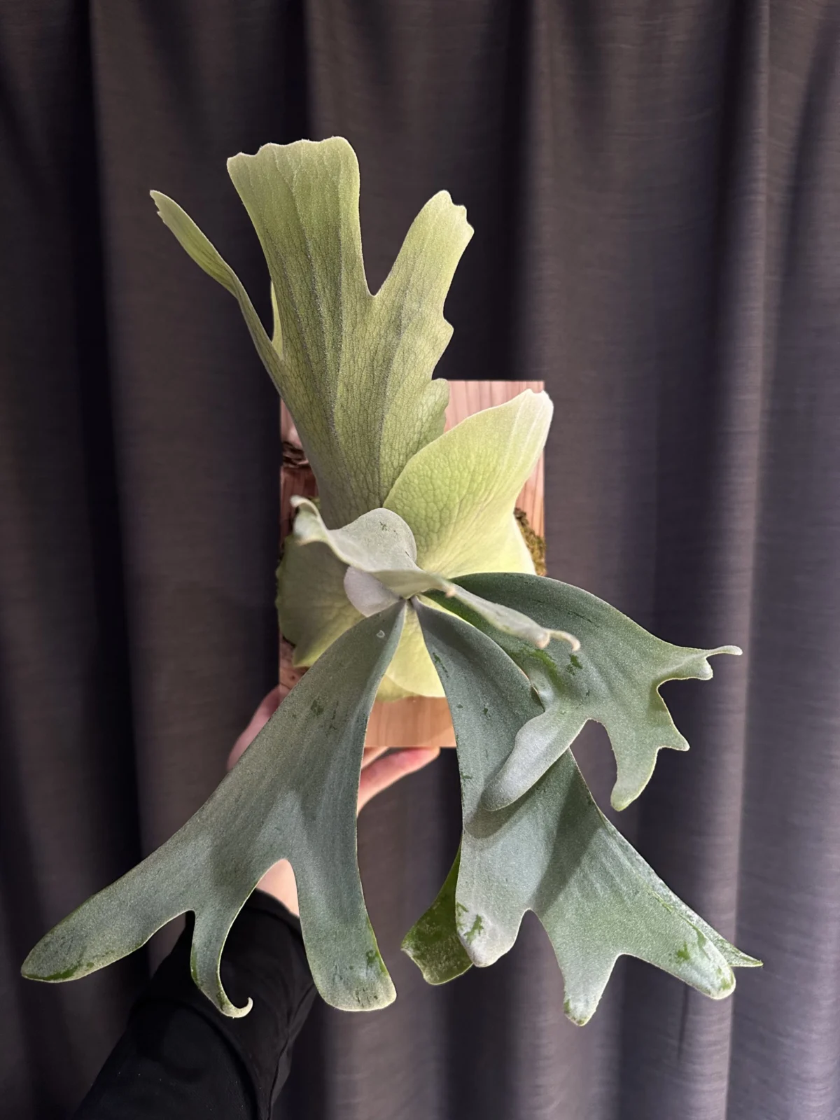 ビカクシダ ウィリンキー ゼロワン