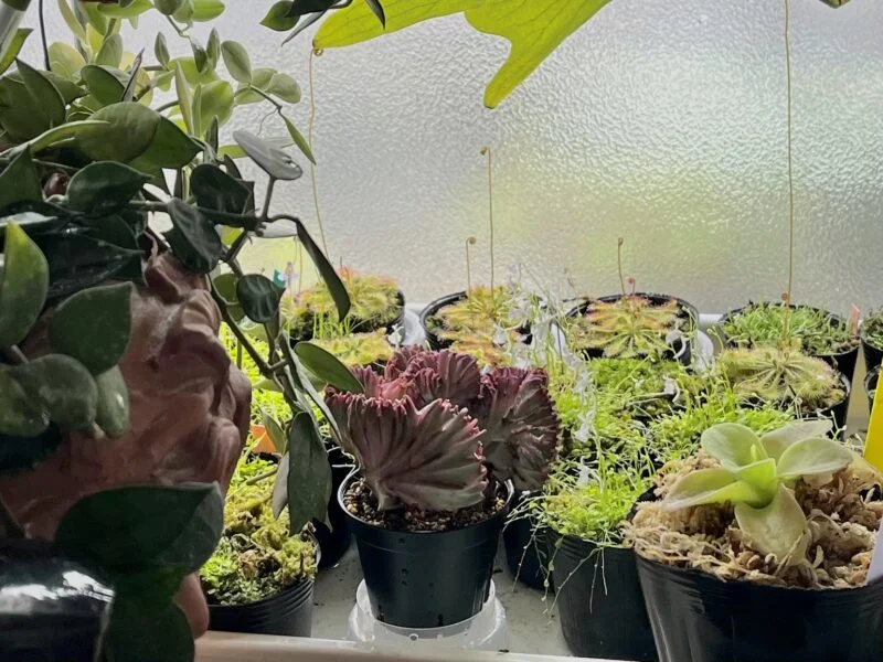 多肉植物　ユーフォルビア　ラクテア　綴化　マハラジャ　挿し木
