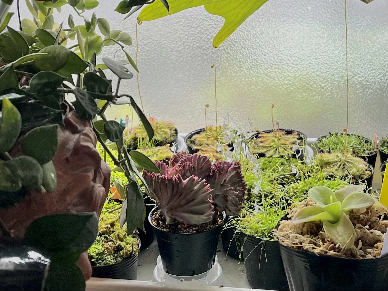 多肉植物　ユーフォルビア　ラクテア　綴化　マハラジャ　挿し木