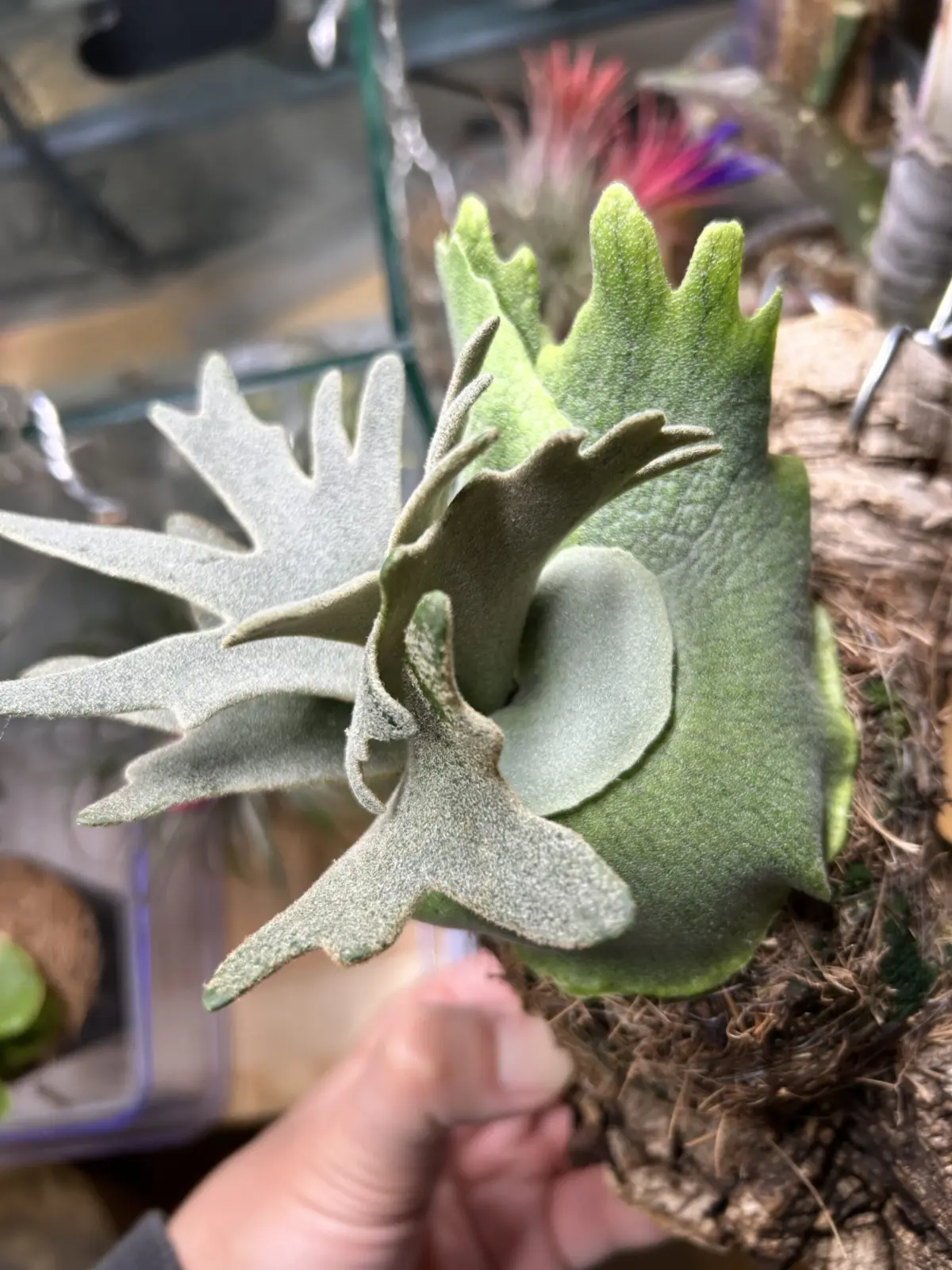 ビカクシダ ウィリンキー ジェイドガール スポア