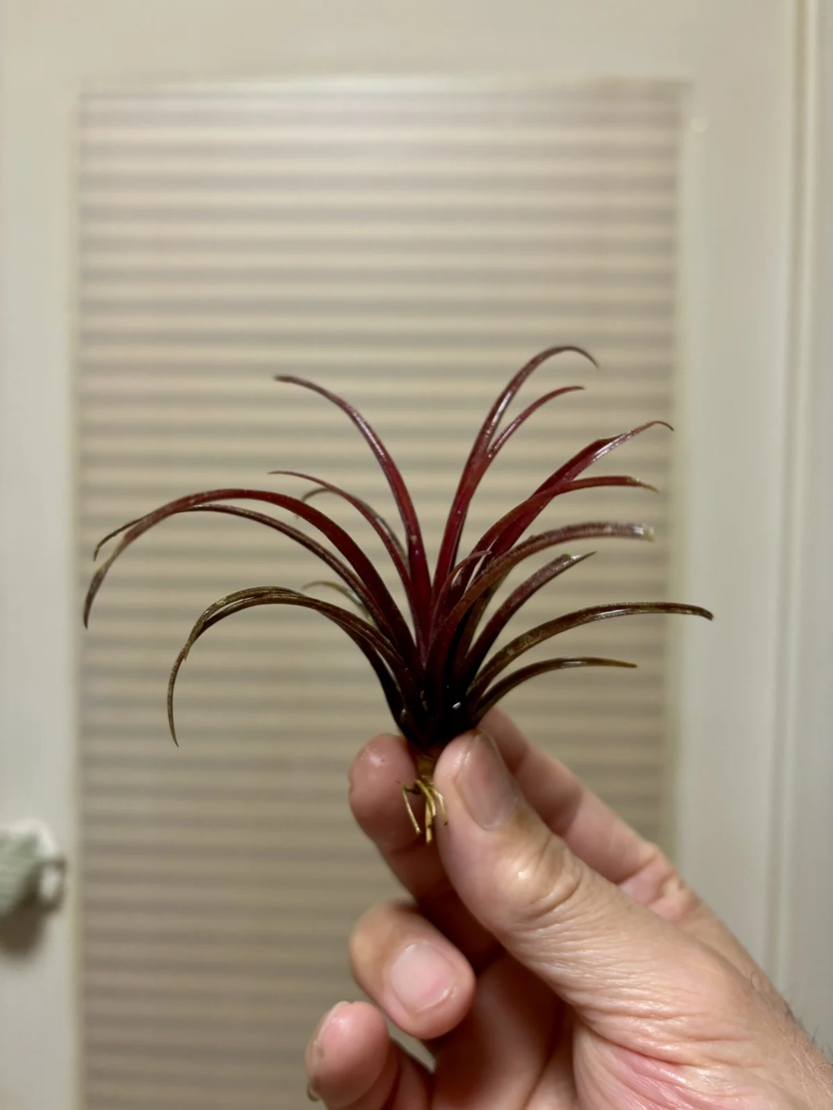 ティランジア カピタータピーチ