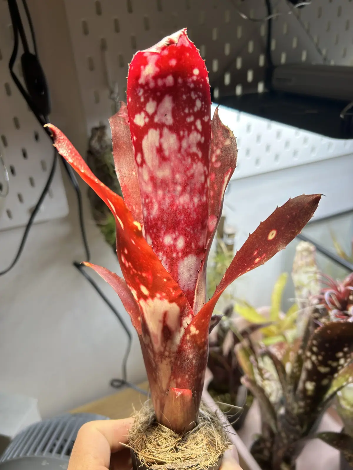 ビルベルギア　アラカイXタイタニック