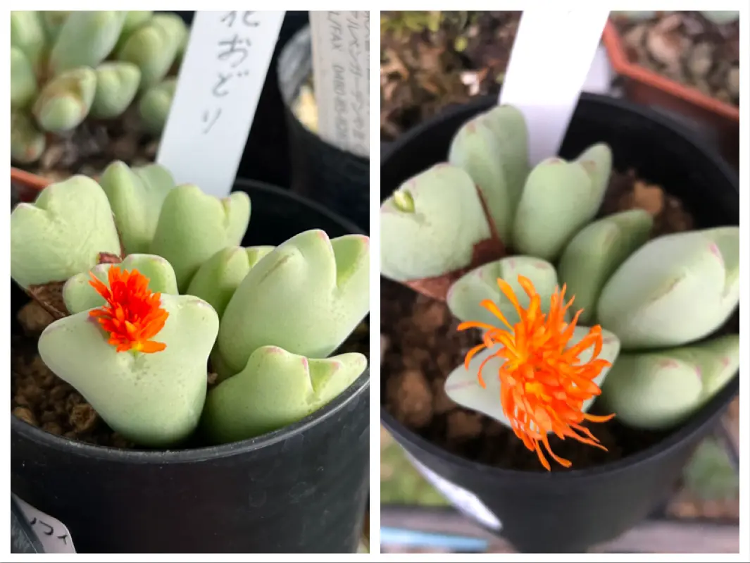 多肉植物　コノフィツム　花おどり　花