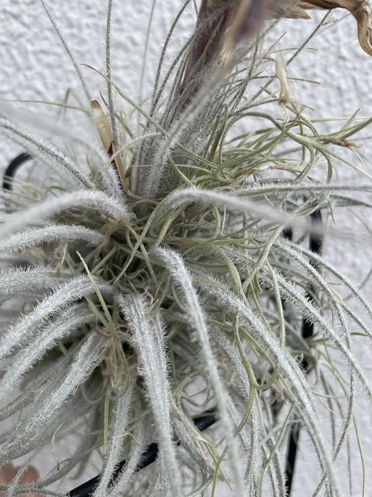 ティランジア　テクトラム　種まき