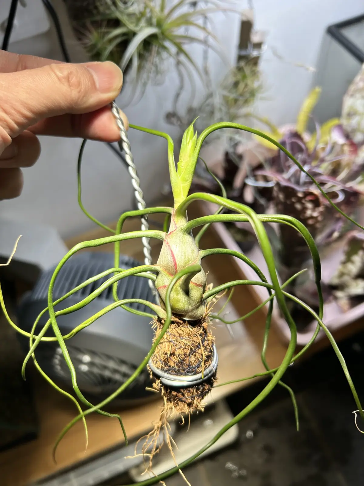 ティランジア ブルボーサ オレンジ