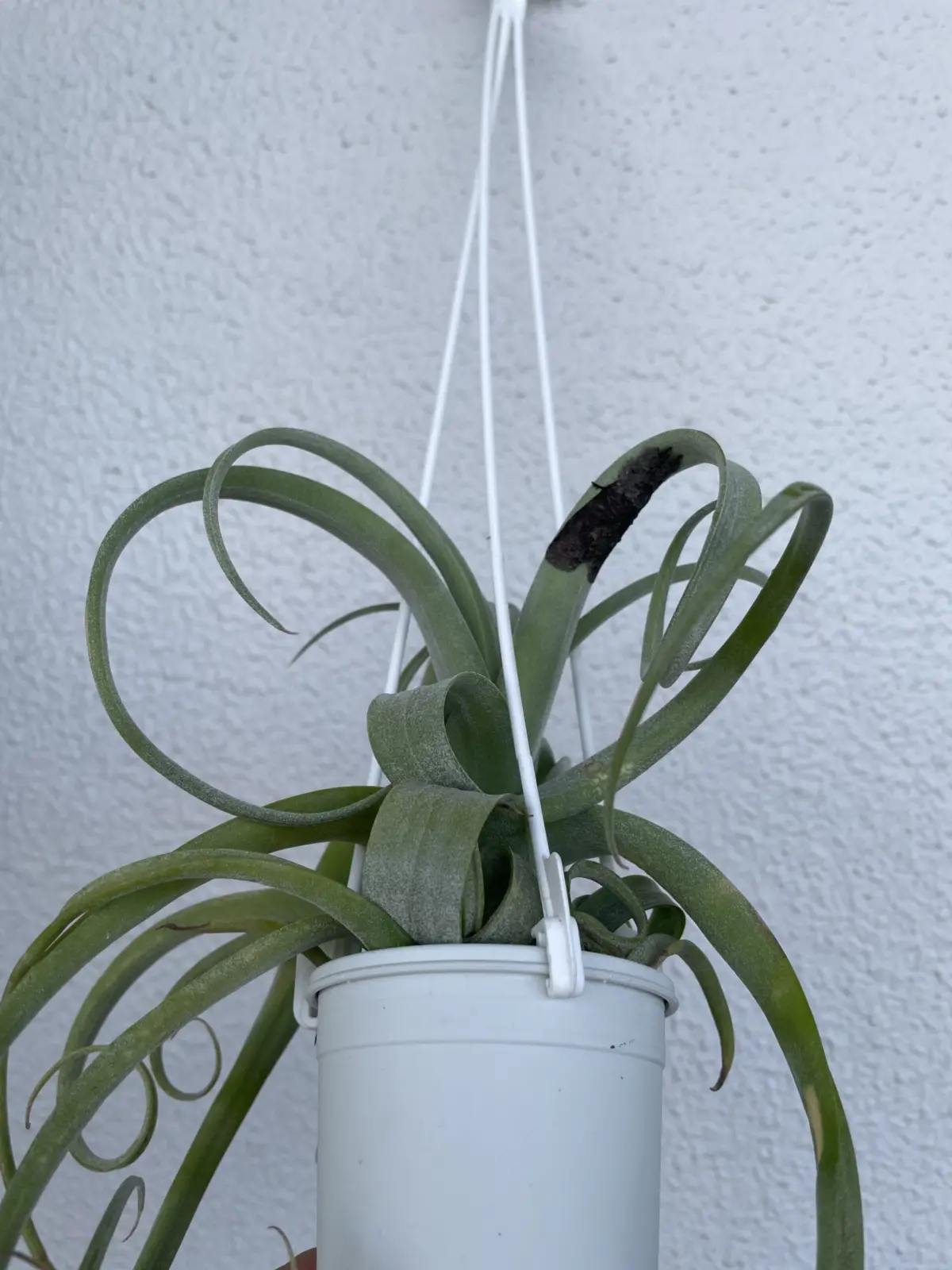 ティランジア　害虫　蛾？　褐斑細菌？