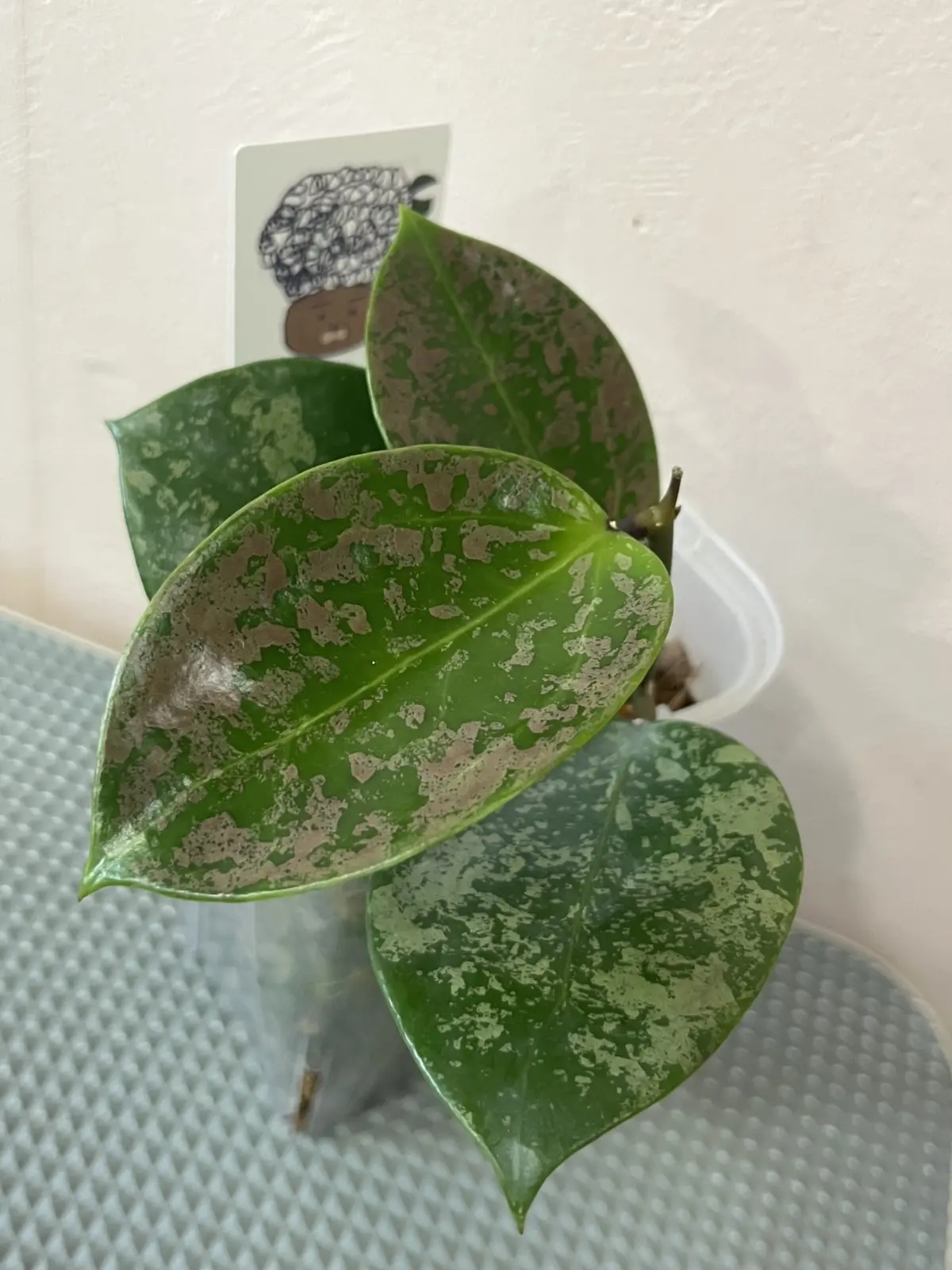 ホヤ　シルバーハート