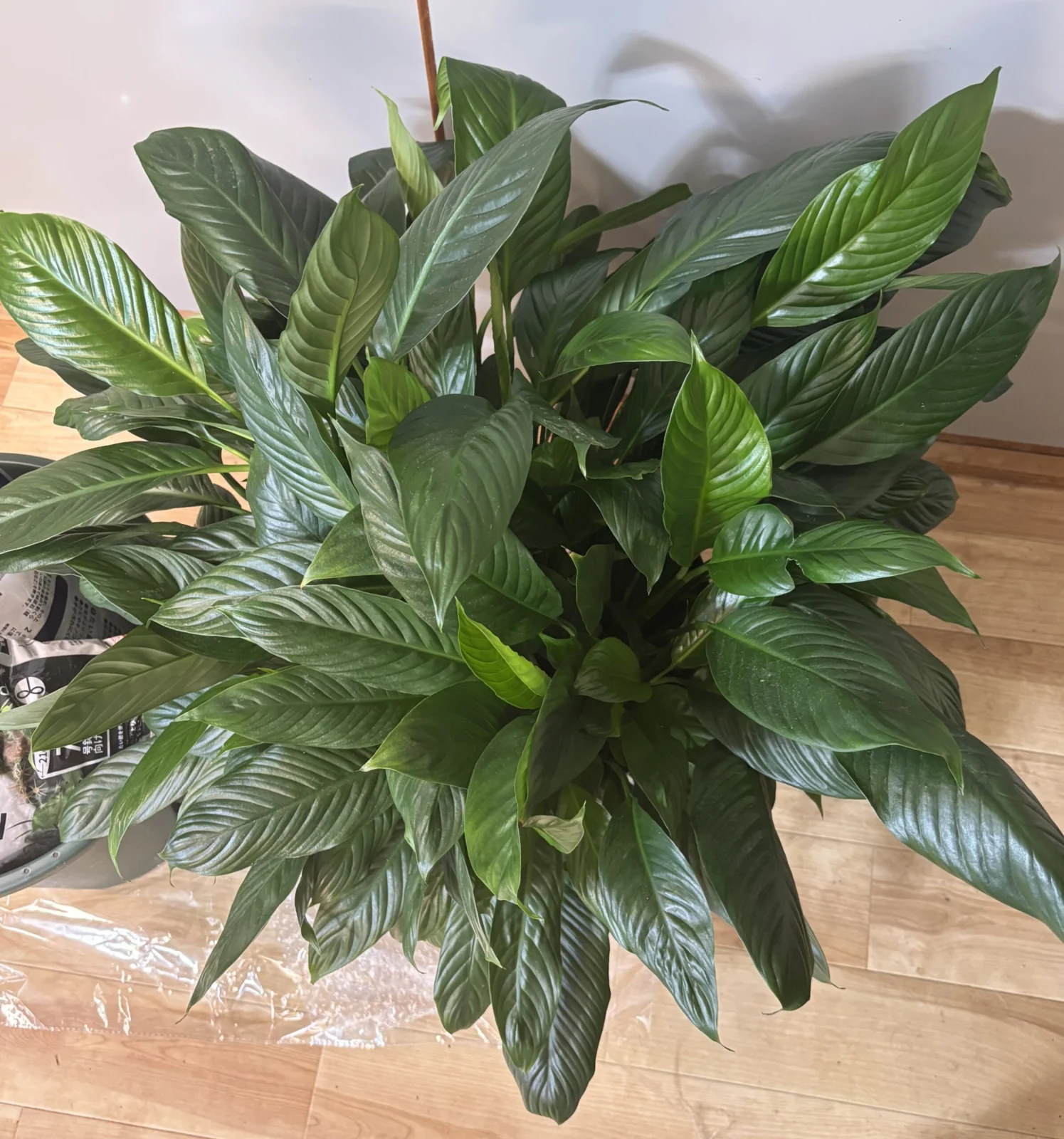 スパティフィラム 株分け 植え替え