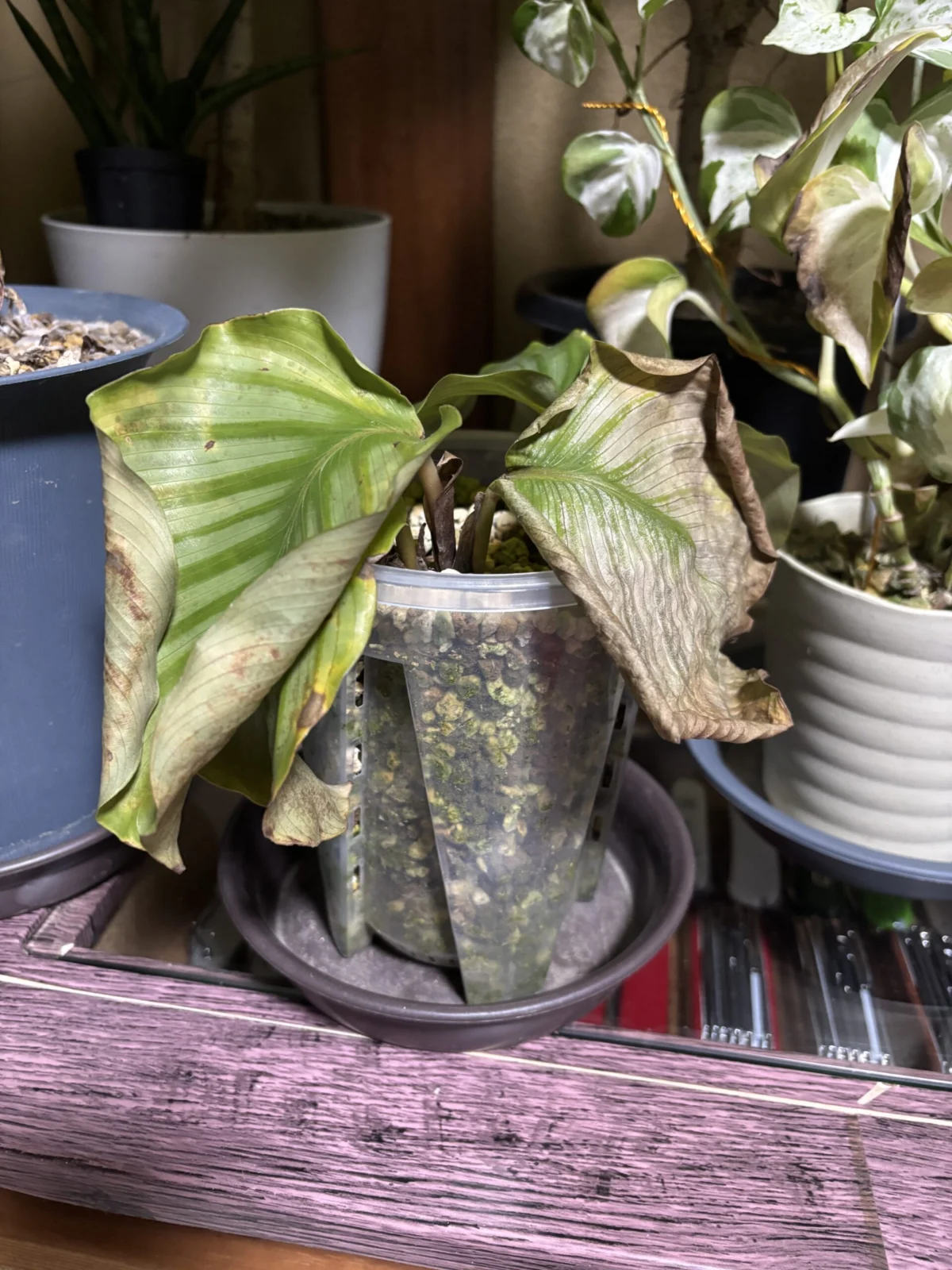 カラテア オルビフォリア