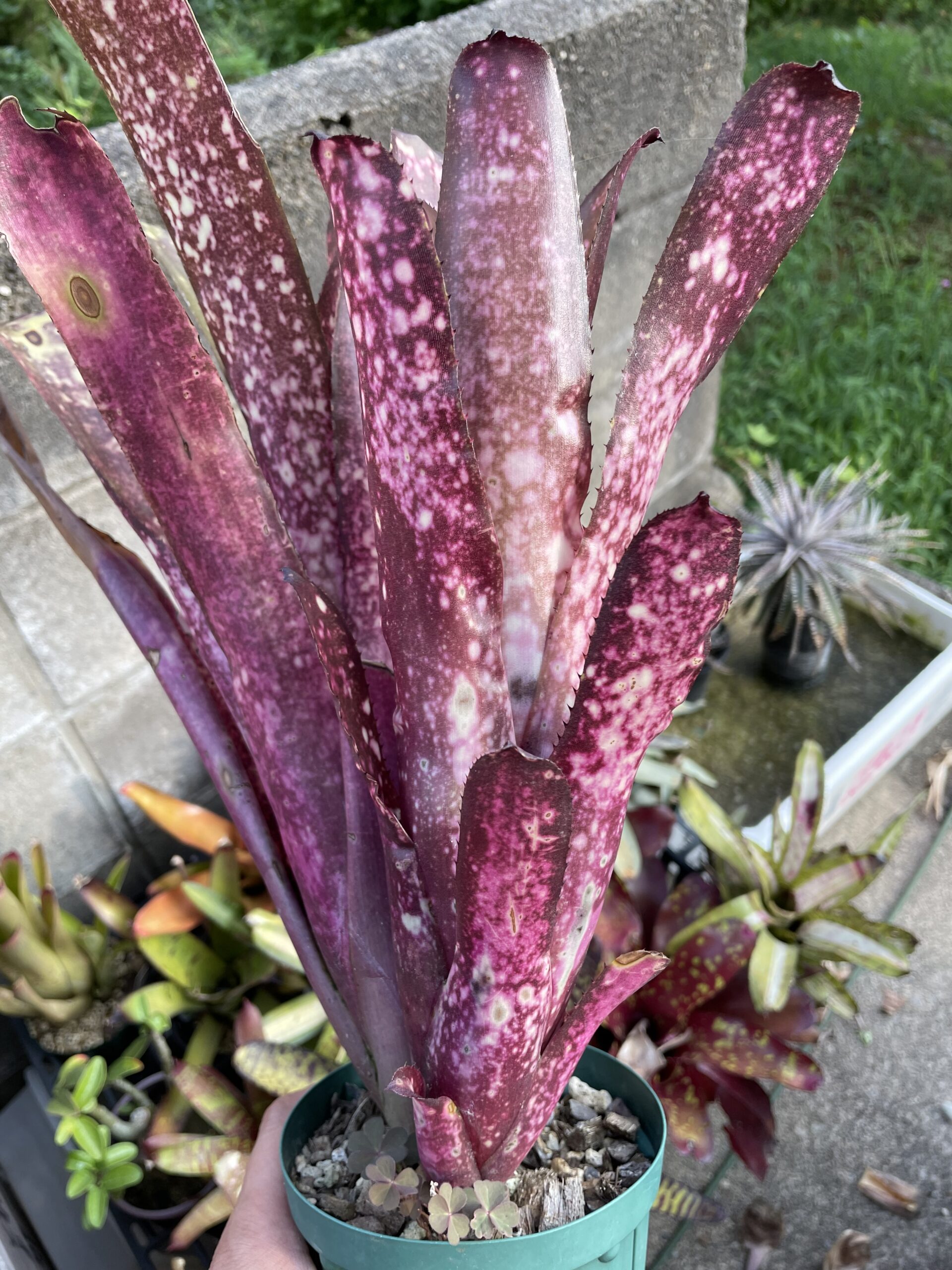 ビルベルギア　ハレルヤ