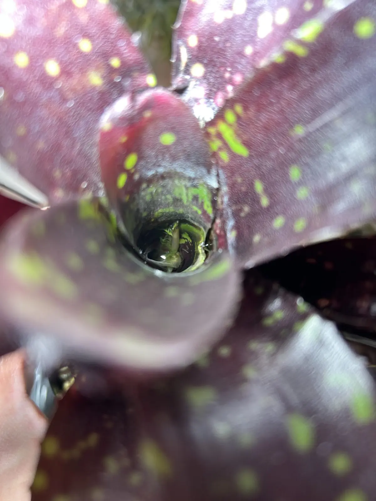 ネオレゲリア　ドミノ