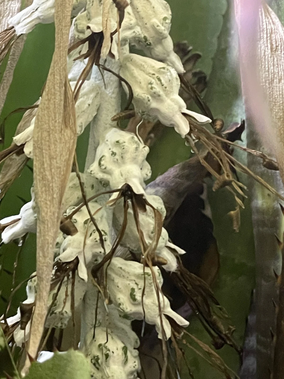 ビルベルギア　ヴィオラセア