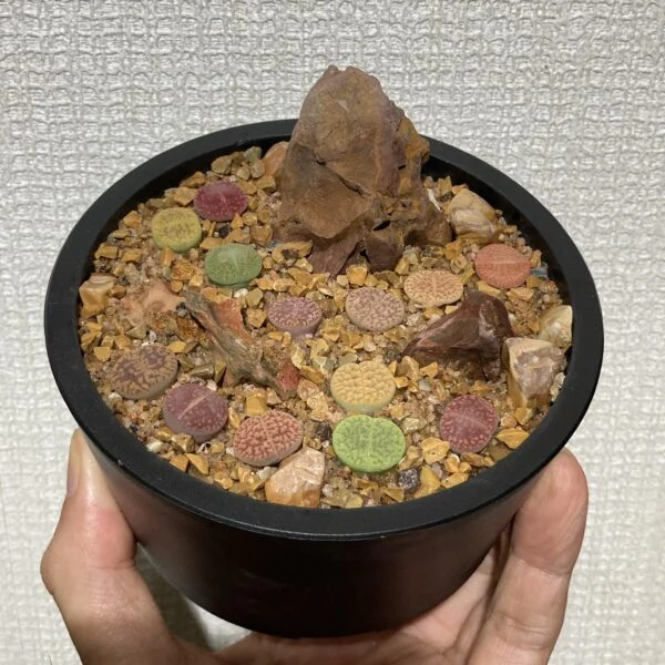 リトープス