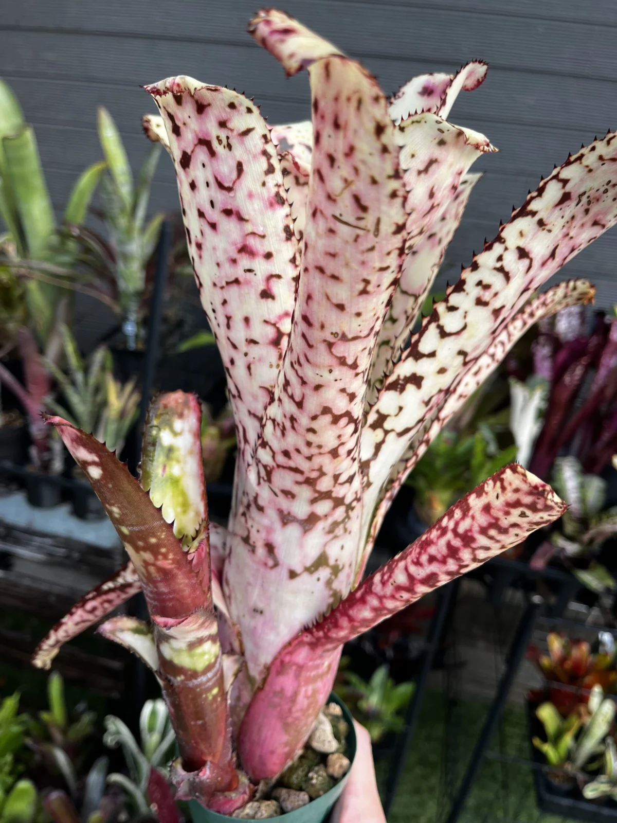 ビルベルギア　コーラン　アポカリプティック