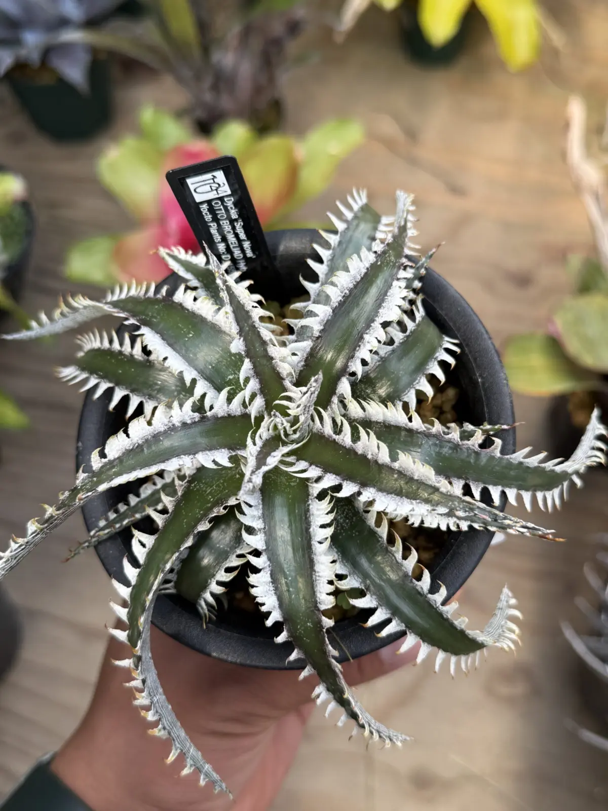 ディッキア スーパーノヴァ