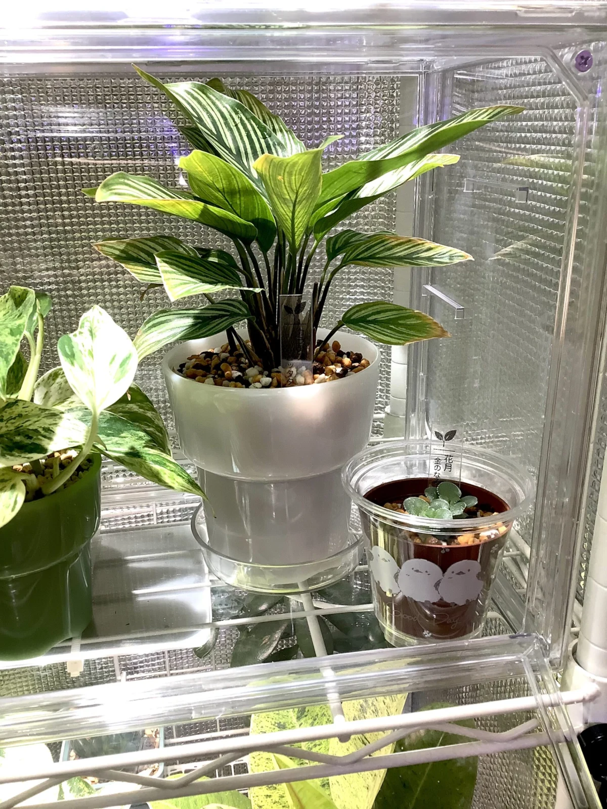 カラテア　ビッタタ