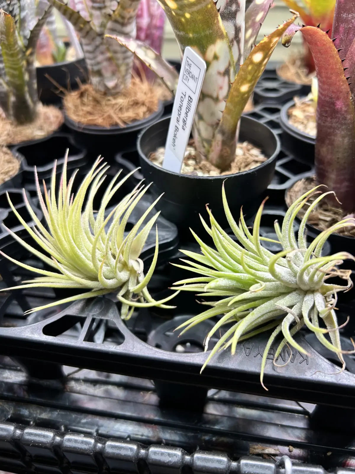 ティランジア　イオナンタ　100均