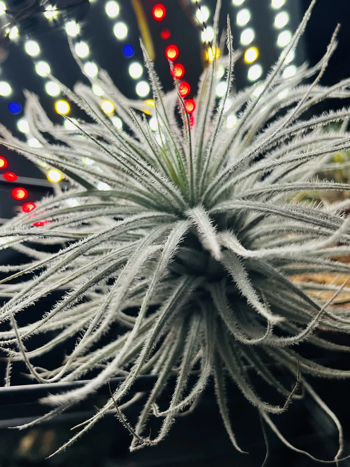 ティランジア　テクトラム