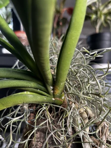 ラン　ホルコグロッサム・アメシアヌム　害虫？