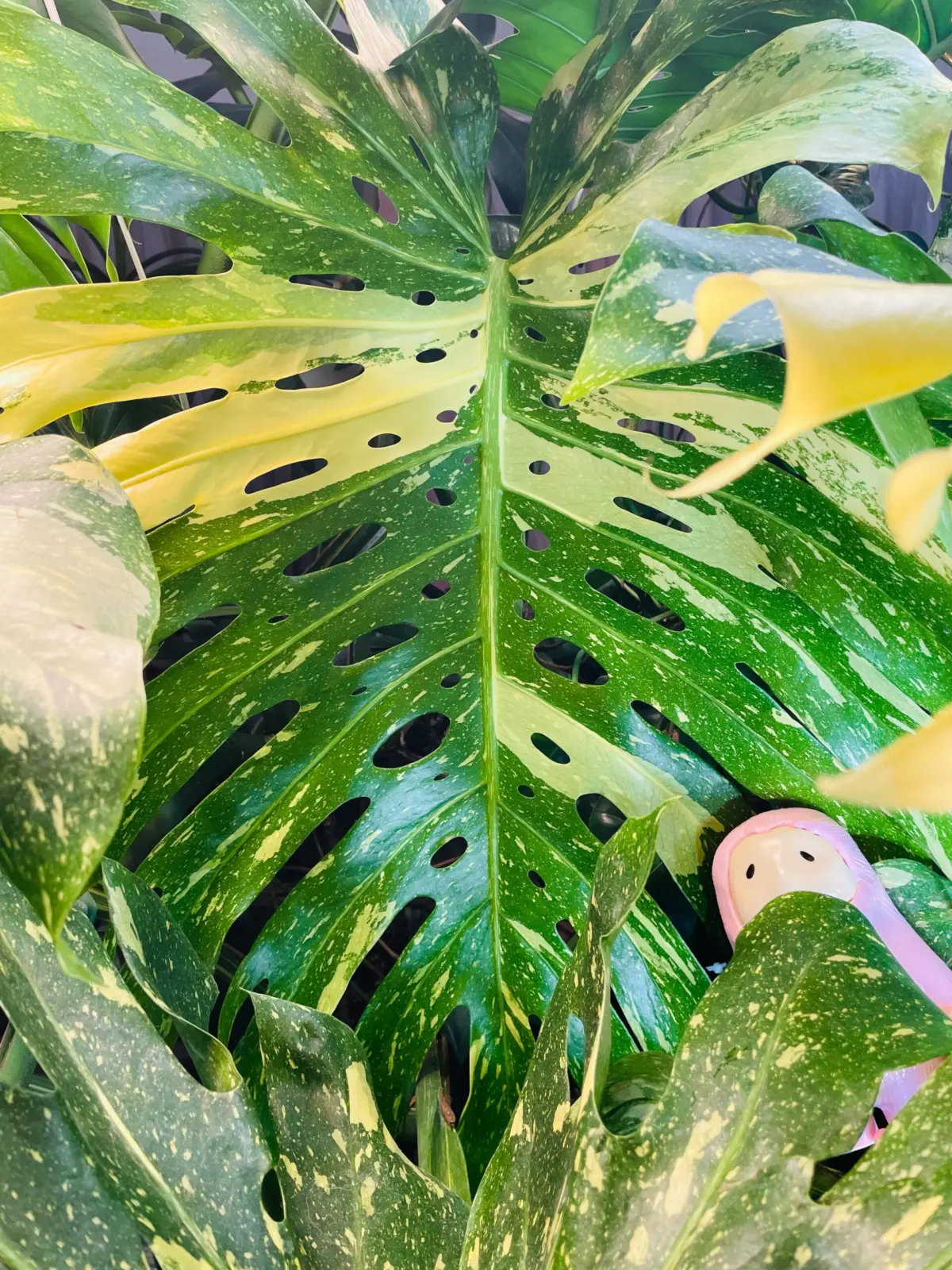 モンステラ タイコンステレーション