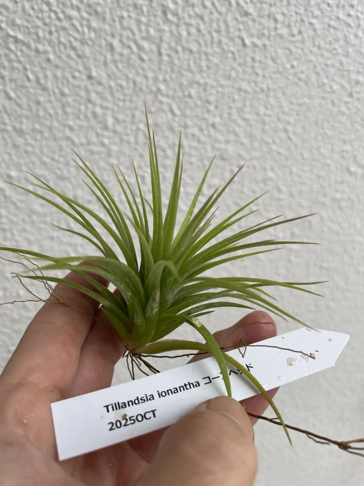 ティランジア　イオナンタ　コーンヘッド　葉の上の白いのは？