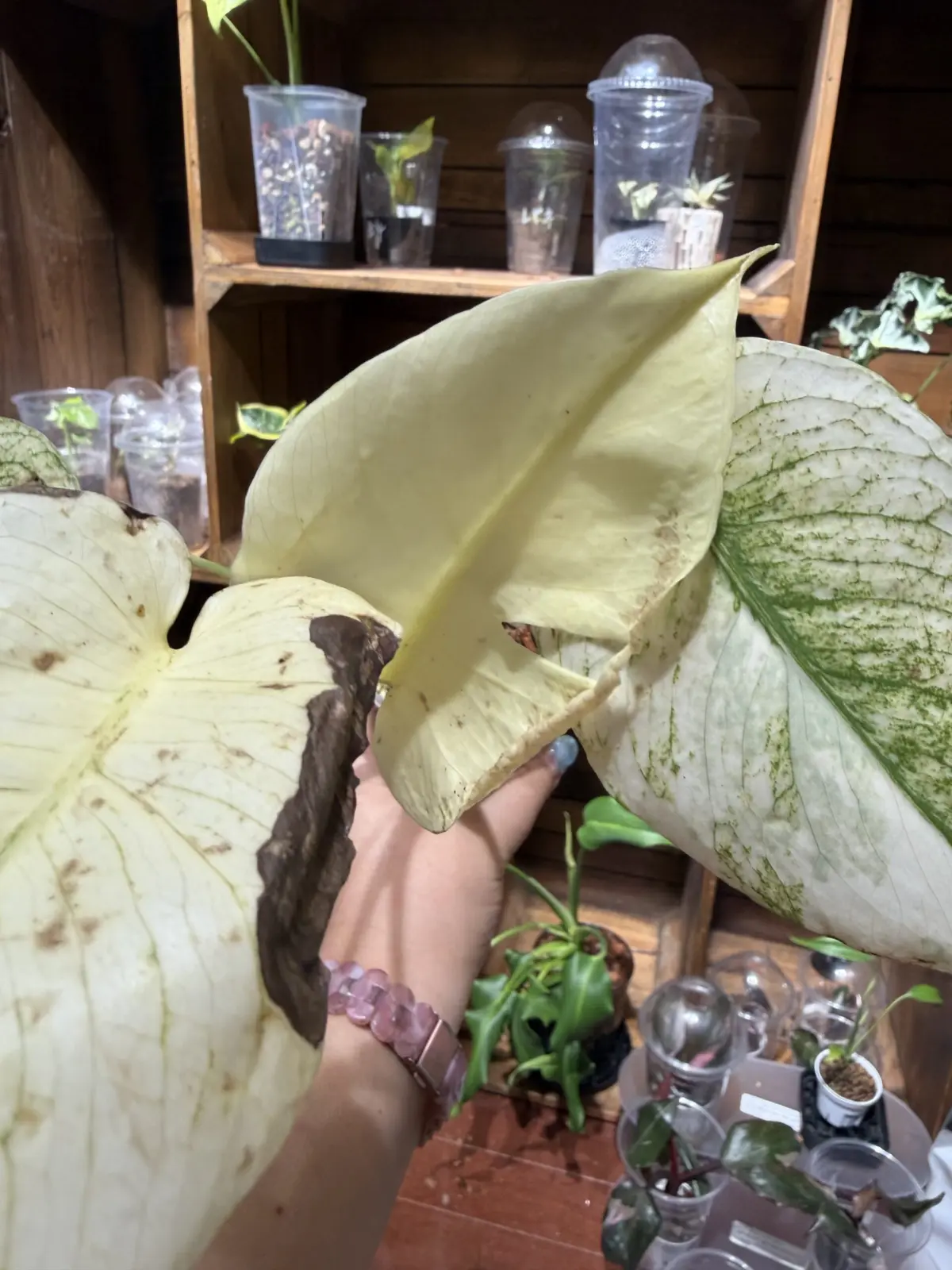 モンステラ ホワイトモンスター