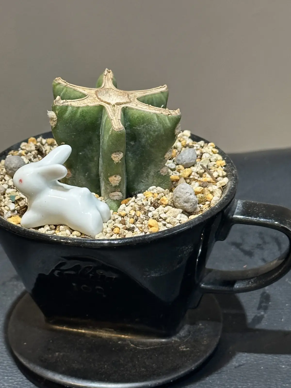 サボテン　柱サボテン