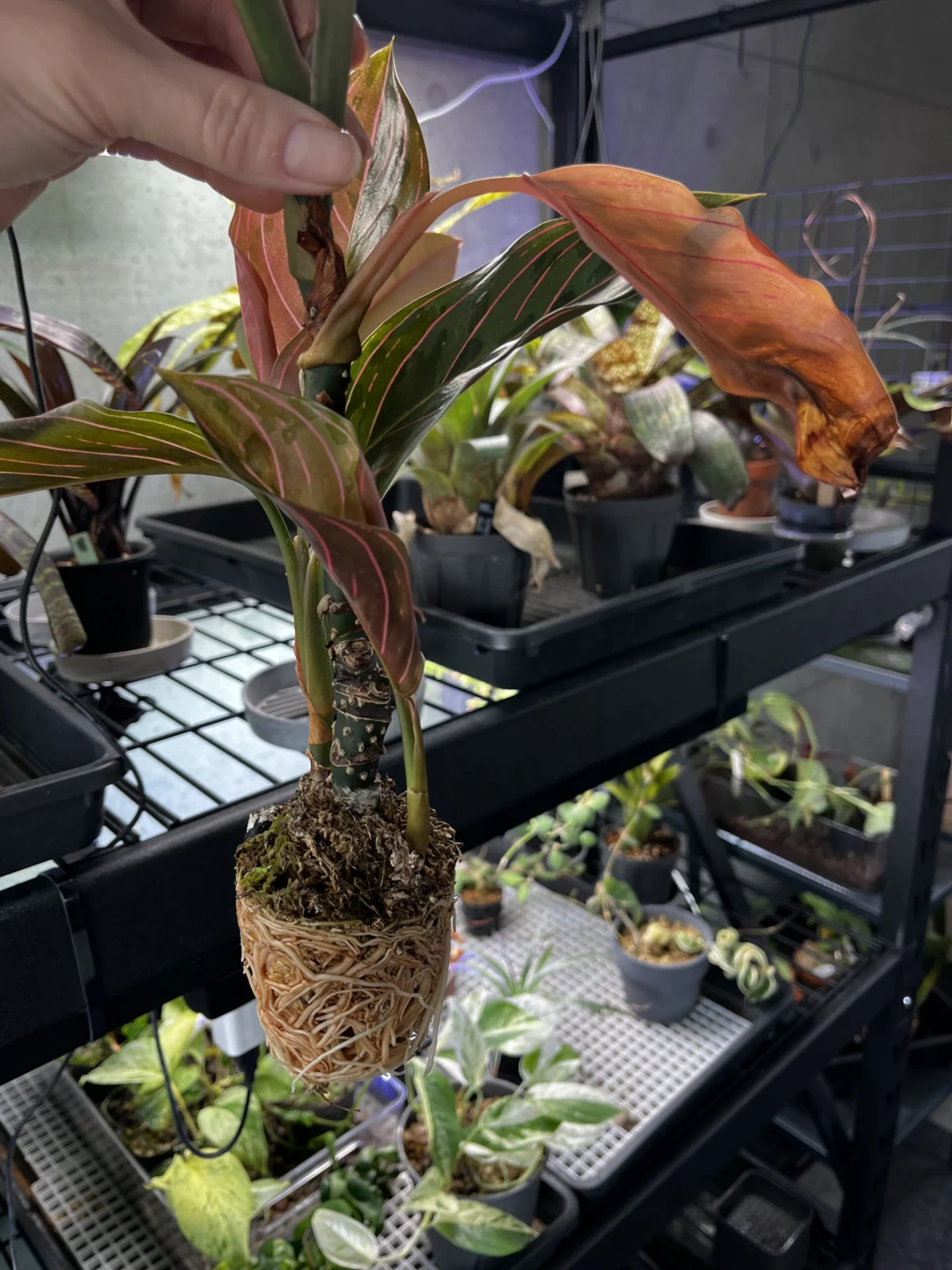 アグラオネマ　レッドアーミー　下葉の枯れ　根詰まり