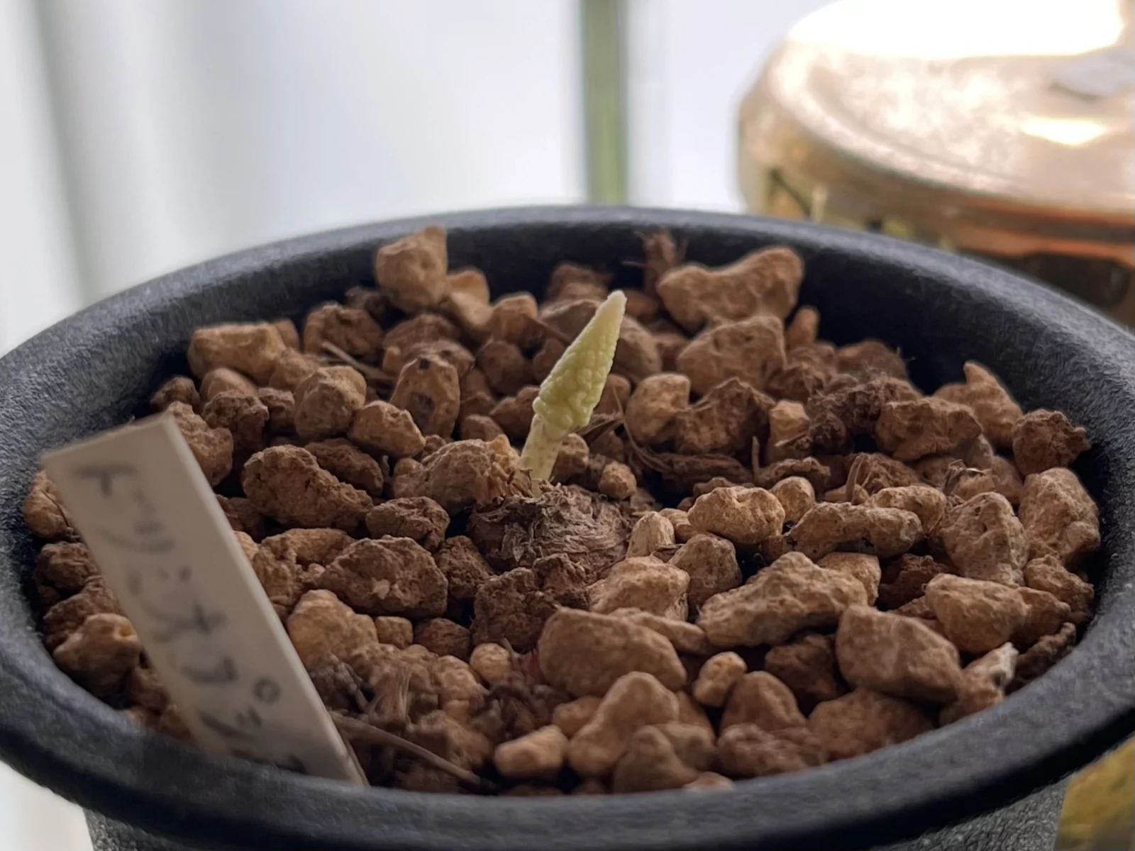 ケープバルブ　ドリミオプシス　ブルケイ　花芽