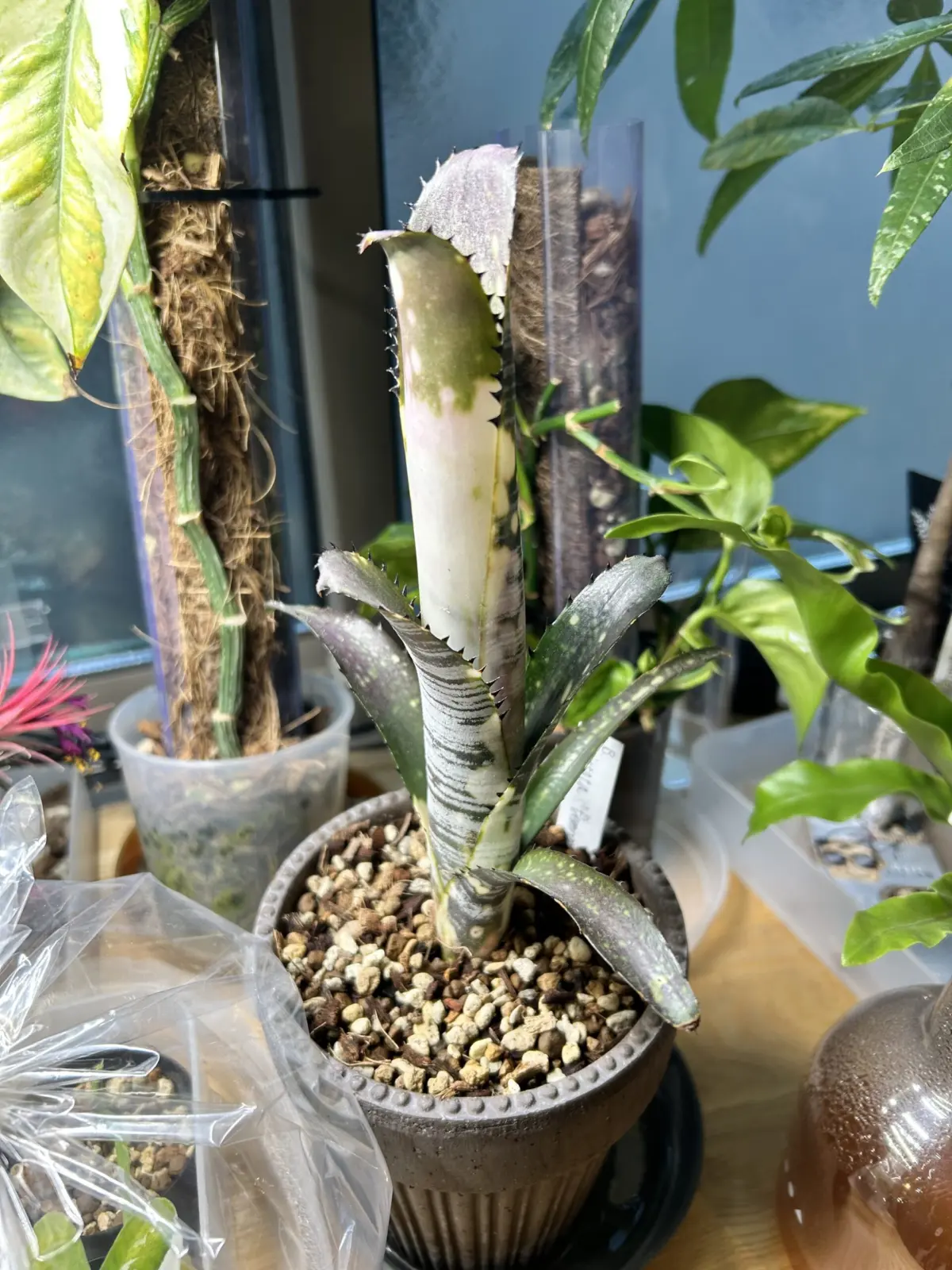 ビルベルギア　ビッタータ　ドミンゴスマルティンス