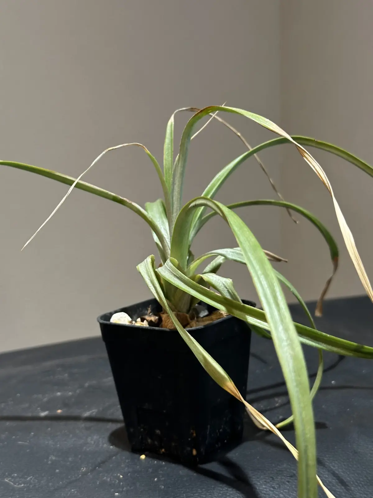 花パイナップル