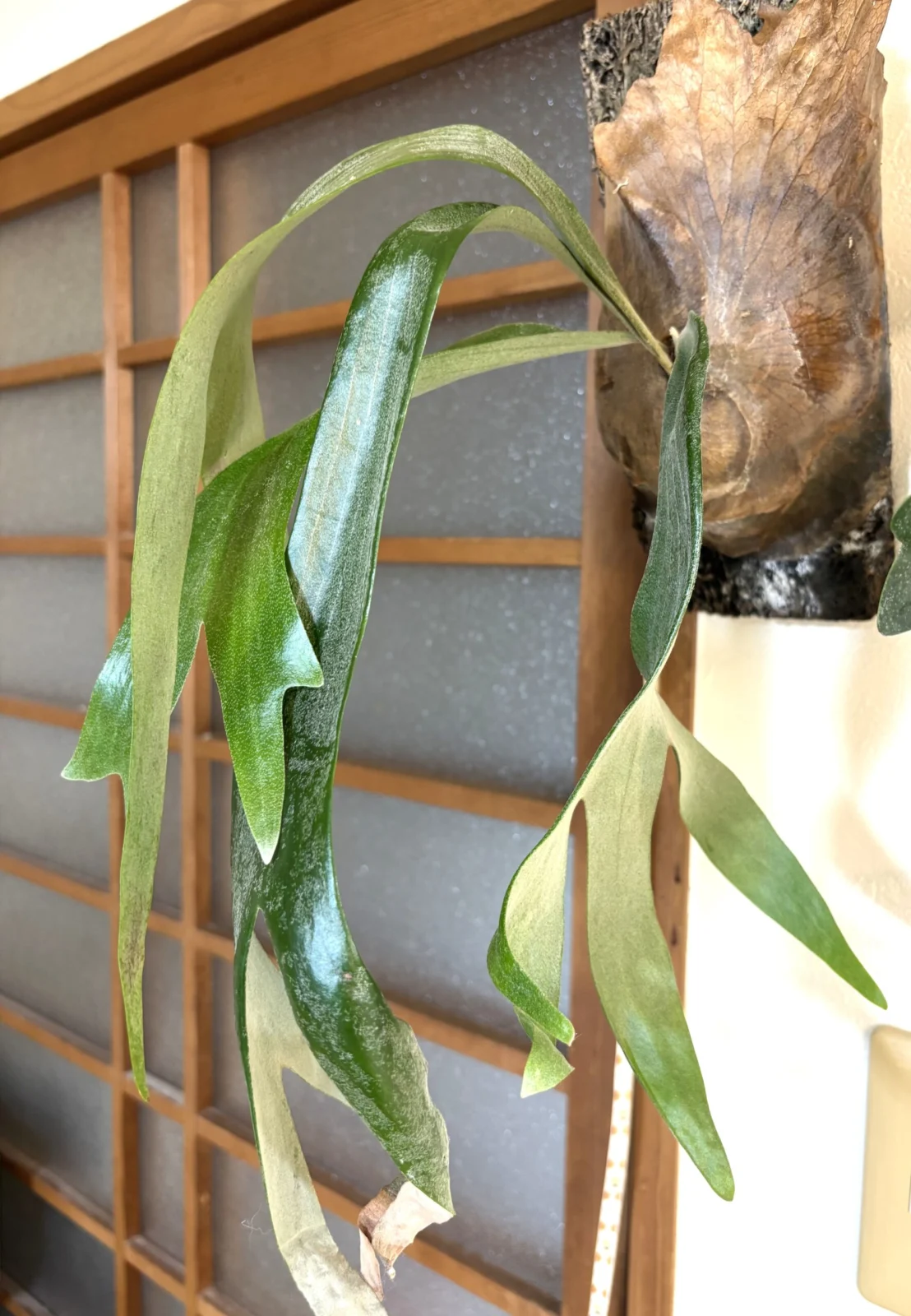 ビカクシダ　札落ち