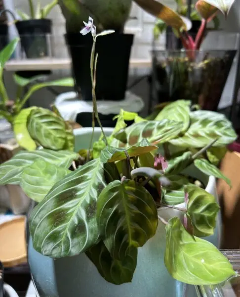 マランタ NoID 花
