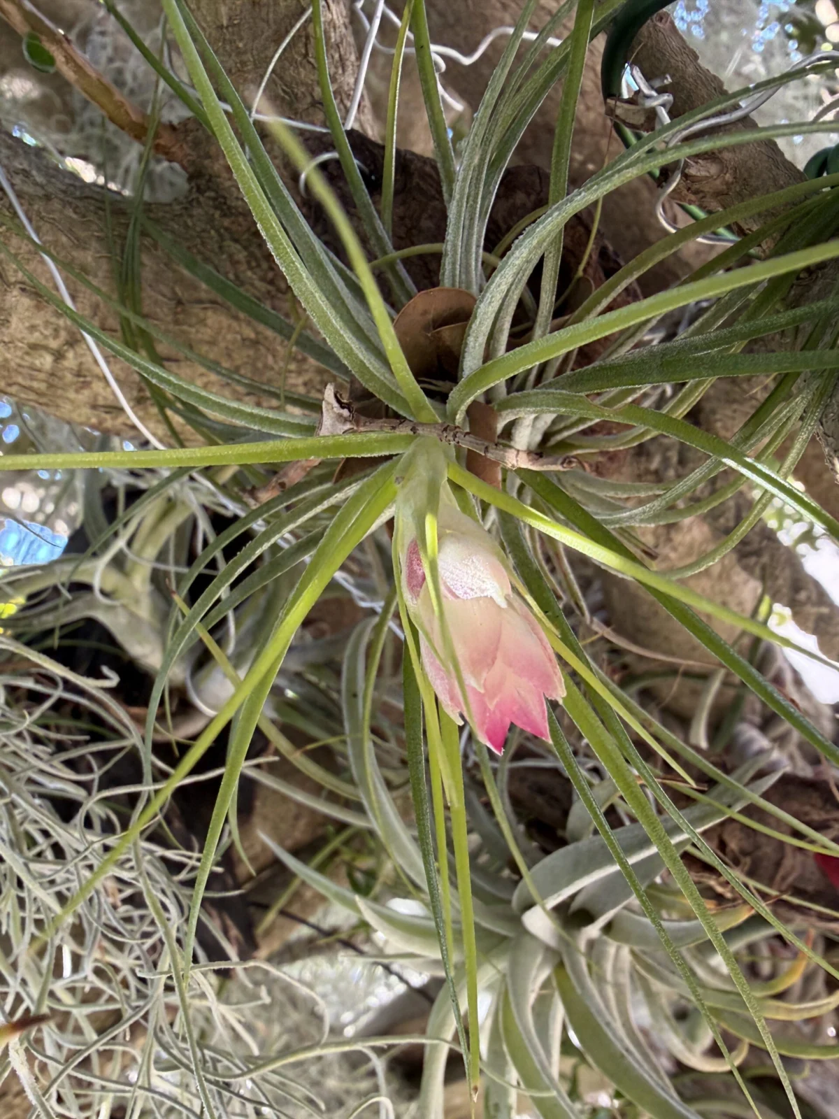 チランジア　ストリクタ