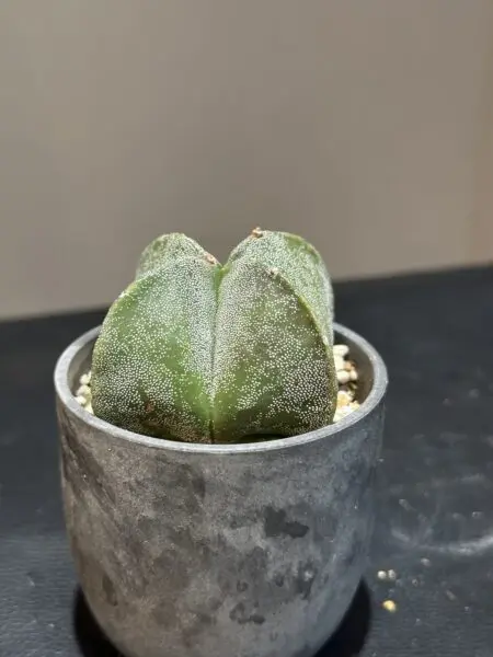 サボテン　アストロフィツム