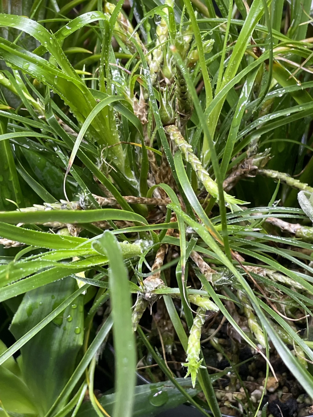 ピトカイルニア