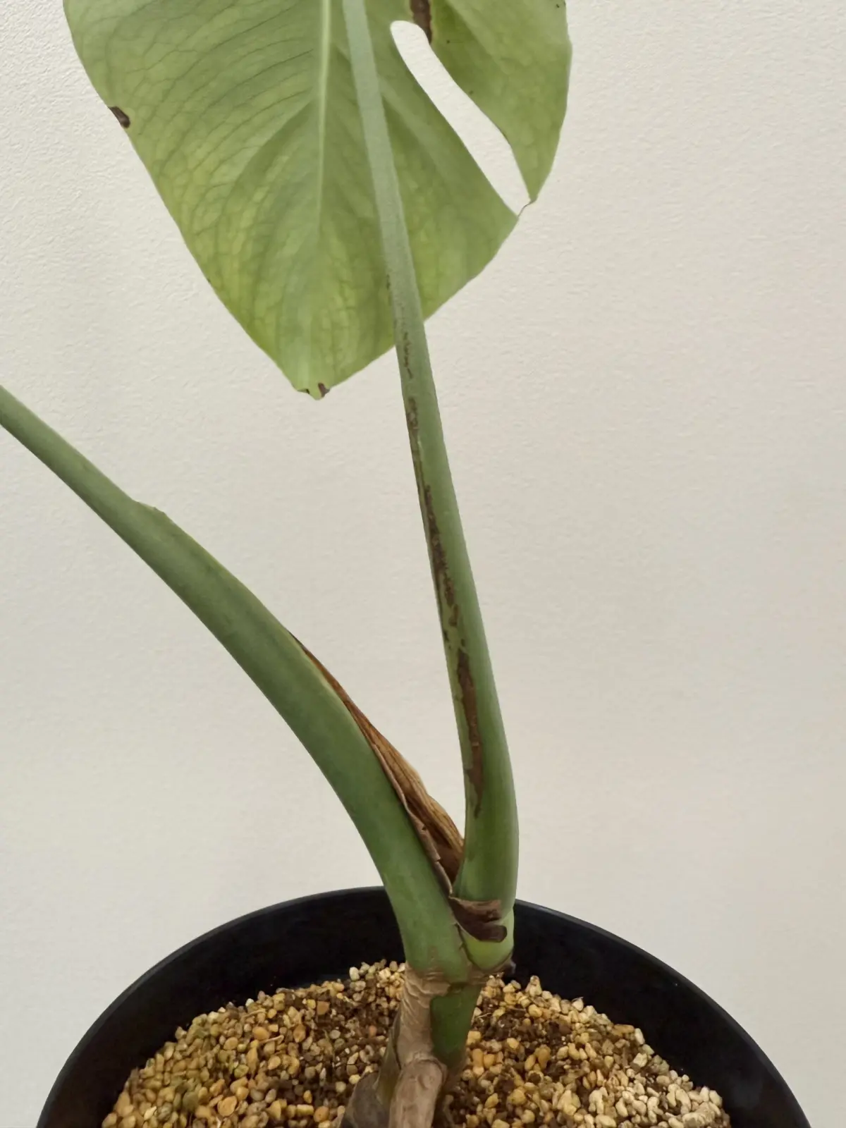 モンステラ　ホワイトモンスター