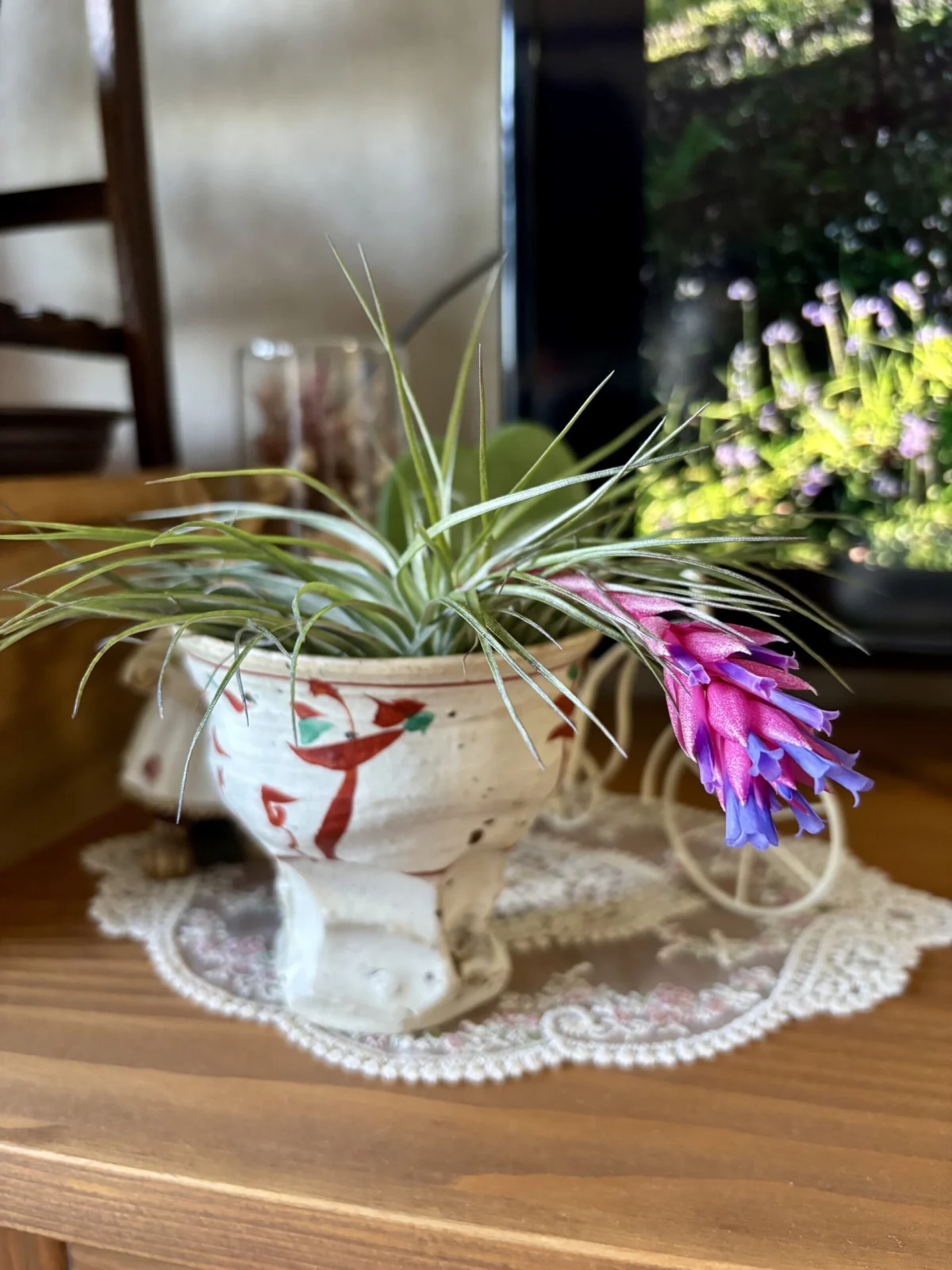 ティランジア　ストリクタ